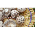 Cogumelo Shiitake Seco Cogumelo Liso / Cogumelo Flor Branca